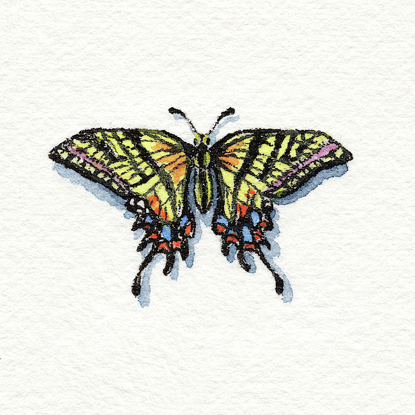 Irina Sztukowski - Two Tailed Swallowtail Papilio Multicaudata Daunus Watercolor Butterfly