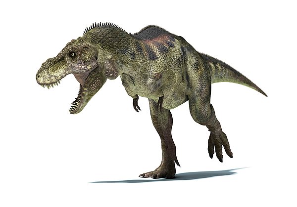 Dinossauro T-Rex, ANIMAL ZONE
