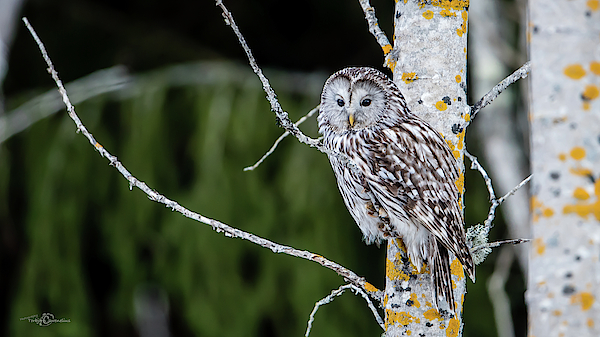 Torbjorn Swenelius - Ural owl perching on an aspen twig