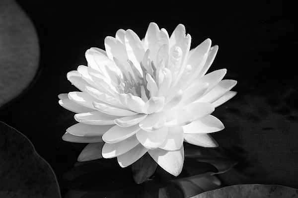 Steve Karol - Water Lily In Black And White