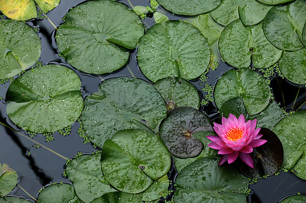 by　Water　The　Lonely　Puzzle　Jigsaw　Plants,　Wales　Of　Princess　Planet