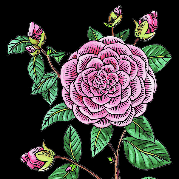 Irina Sztukowski - Watercolor Flower Japanese Camellia