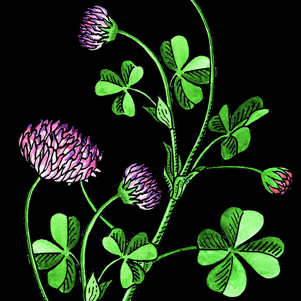 Irina Sztukowski - Watercolor Flower Lucky Clover 