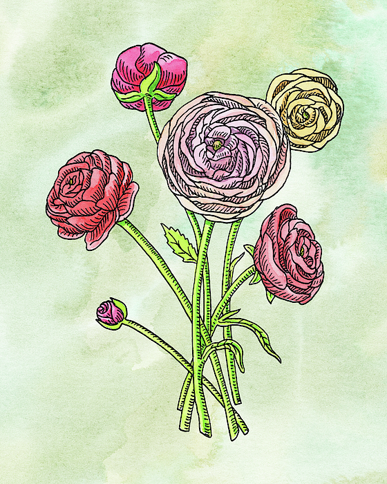 Irina Sztukowski - Watercolor Ranunculus Botanical Flowers