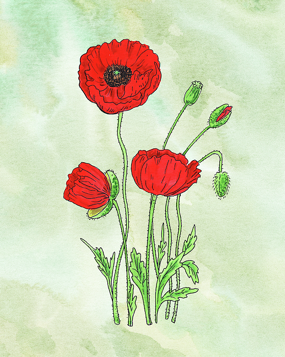 Irina Sztukowski - Watercolor Red Poppy Flower Botanical 