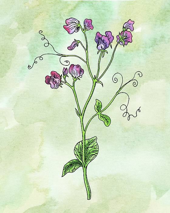 Irina Sztukowski - Watercolor Sweet Pea Flower Botanical
