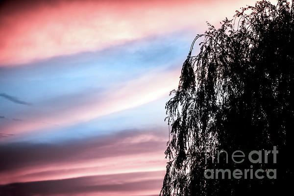 Weeping Willow Silhouette