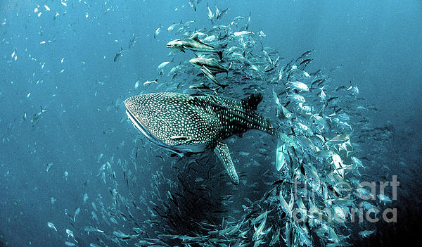 Whale shark online towel