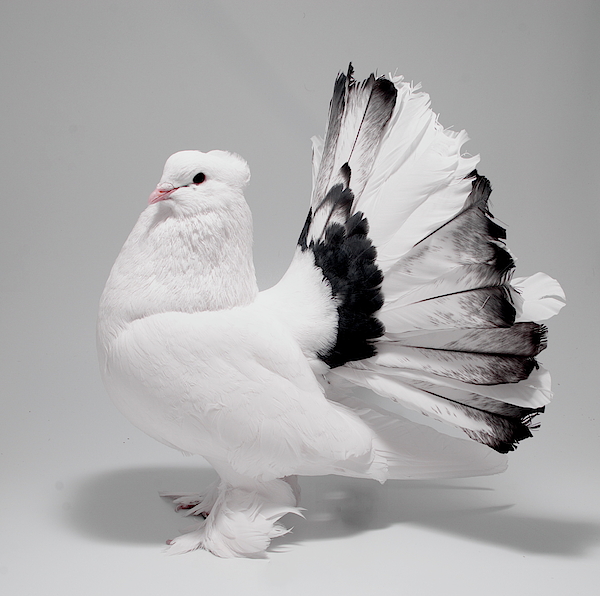 White and Black Indian Fantail Pigeon Onesie by Nathan Abbott