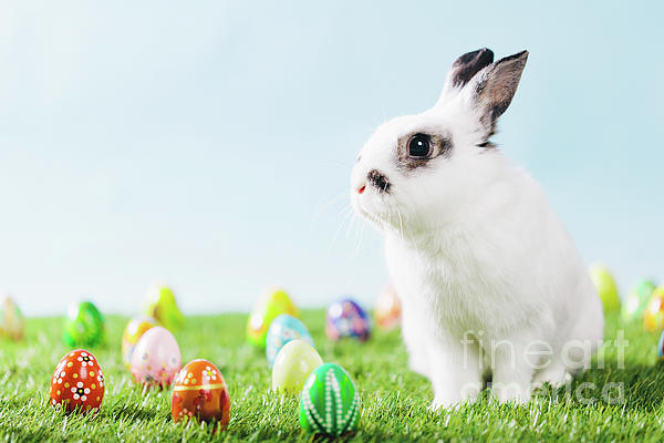Easter yoga bunny. stock illustration. Illustration of easter