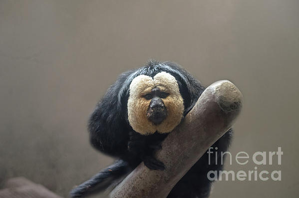 Michelle Meenawong - White-faced Saki