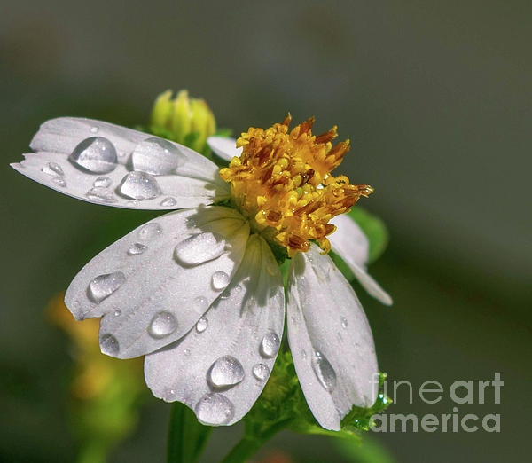 White Florida Tropical Wild Flower Sun Petals With Dew Rain Drops