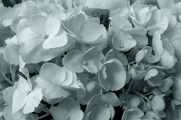 White Hydrangea Tapestry for Sale by Denise Harty