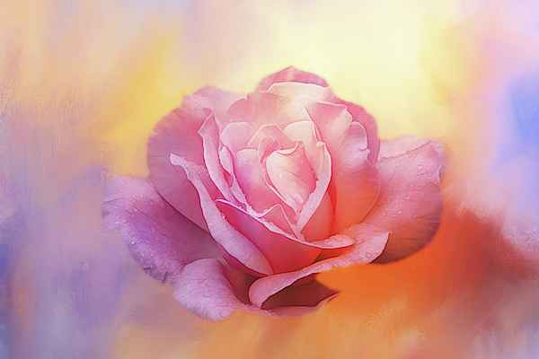 Terry Davis - Wild and Beautiful Rose