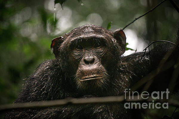Wild Chimpanzee In Kibale Forest In Uganda. Photograph