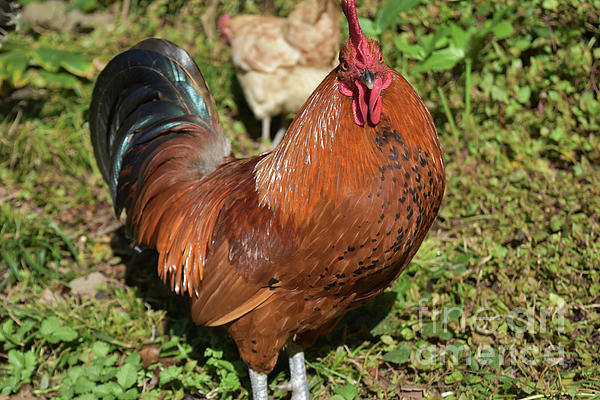 https://images.fineartamerica.com/images/artworkimages/medium/2/wild-free-range-chicken-with-silky-brown-and-black-feathers-dejavu-designs.jpg