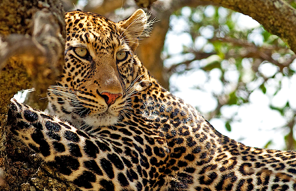 Wild Leopard Lying In Wait Atop A Tree Puzzle for Sale by Travel Stock