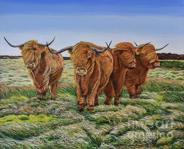 Marilyn McNish - Windswept Highland Cattle 