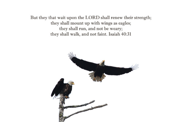 Bible verse Wings like eagles, Isaiah 40 31 Bible Verse, Those who hope in  the lord will renew their strength, Isaiah 40 31, Christian gifts for women,  Bible verse - Wings Like Eagles - Sticker