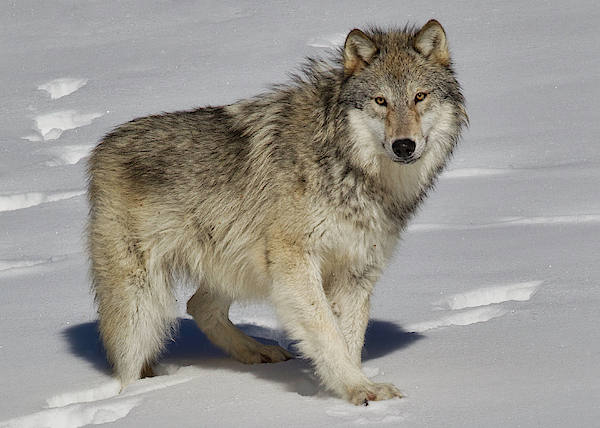 Wolf Standing Yoga Mat for Sale by Jerry Fornarotto