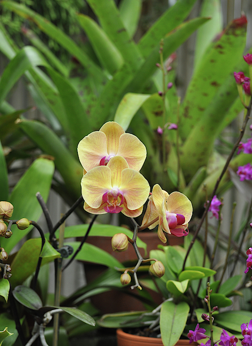 Savannah Gibbs - Yellow Orchid Plant