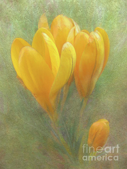 Kim Tran - Yellow Touch Of Spring