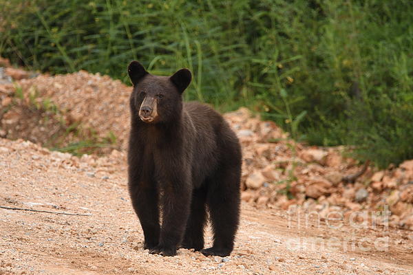 https://images.fineartamerica.com/images/artworkimages/medium/2/young-black-bear-of-arkansas-leah-j-smith.jpg