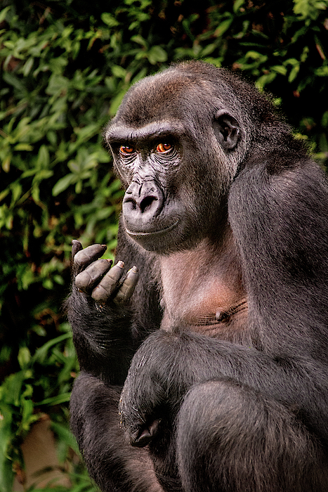 https://images.fineartamerica.com/images/artworkimages/medium/2/young-gorilla-don-johnson.jpg