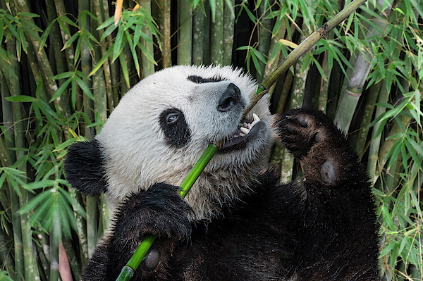 Throw Pillow giant panda while eating bamboo 