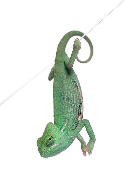 Young Veiled Chameleon Fleece Blanket by Life On White - Photos.com