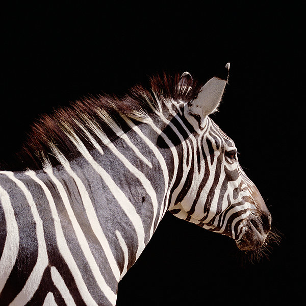 zebra side view
