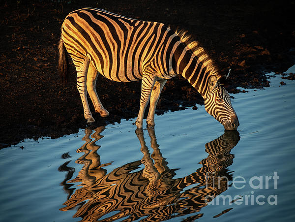 Jamie Pham - Zebra Reflection