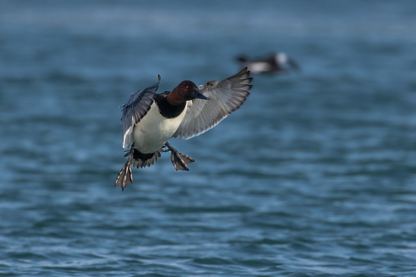 Daniel Teetor - About to Land-Canvasback