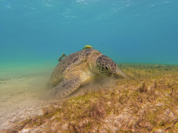 Adult green sea turtle Chelonia mydas Marsa Alam Egypt 1 Onesie