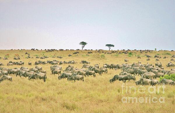 Wildlife Photographs