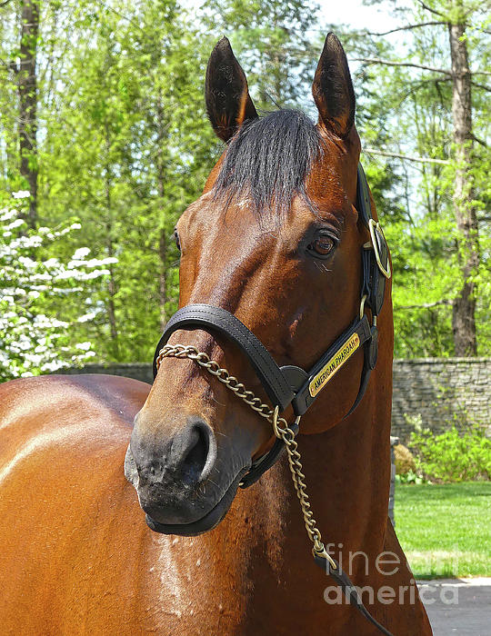 american pharoah t shirt