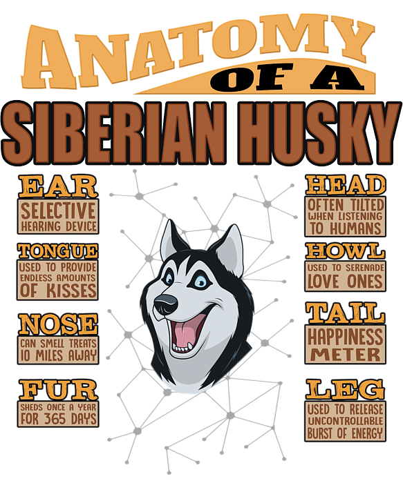 https://images.fineartamerica.com/images/artworkimages/medium/3/1-anatomy-of-a-siberian-husky-jose-o-transparent.png