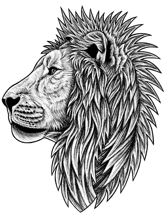 Lion sketch Vectors & Illustrations for Free Download | Freepik