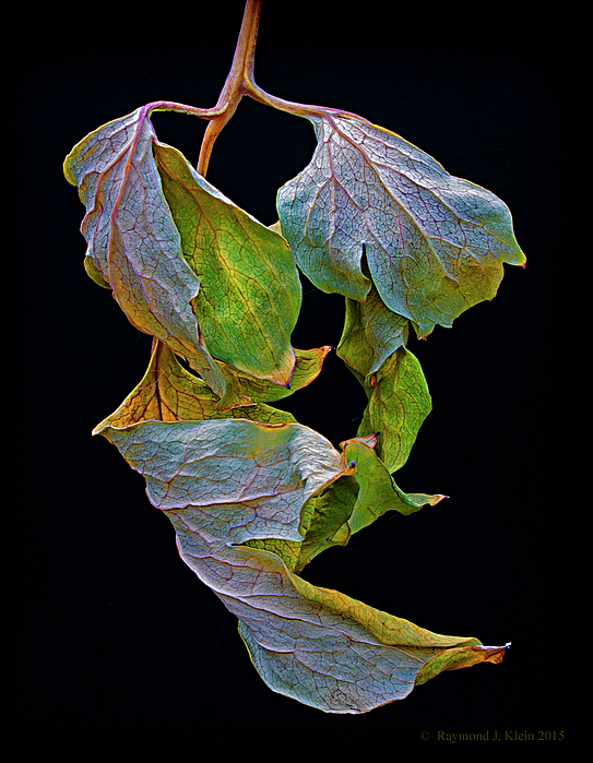 Raymond Klein -  Autumn Leaves