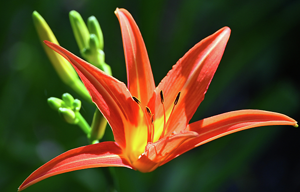 Flower Art