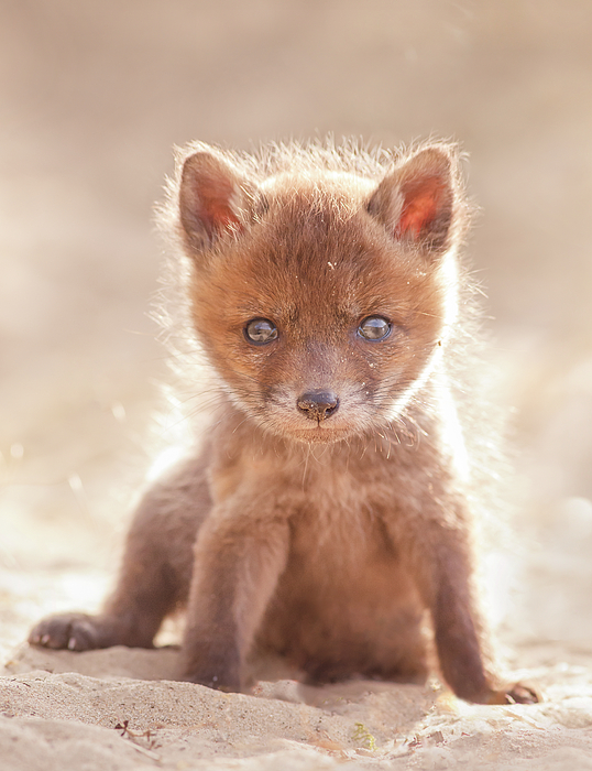 Roeselien Raimond - Baby Fox