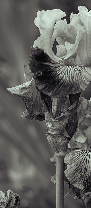 Nina Kulishova - Bearded Iris of Botanical Dry Garden. Orbetello. Italy. Black And White. Sepia.