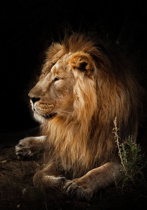 https://images.fineartamerica.com/images/artworkimages/medium/3/1-beast-is-a-powerful-maned-male-lion-impressively-lies-and-rest-michael-semenov.jpg