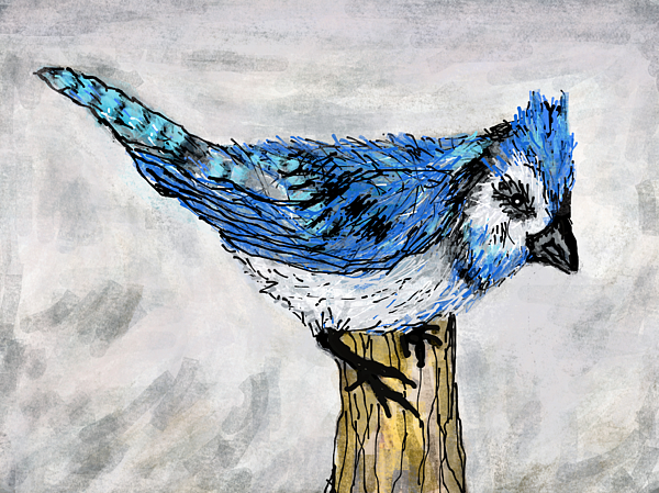 Blue Jay Digital+art