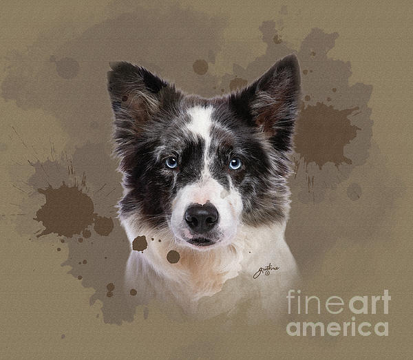 https://images.fineartamerica.com/images/artworkimages/medium/3/1-border-collie-john-guthrie.jpg