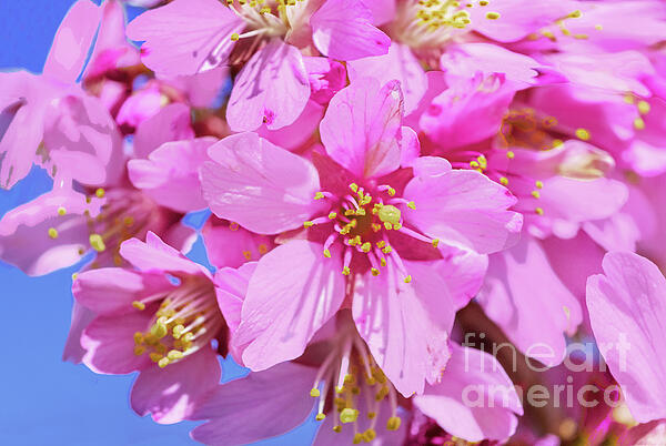 Regina Geoghan - Cherry Blossoms and Blue Sky