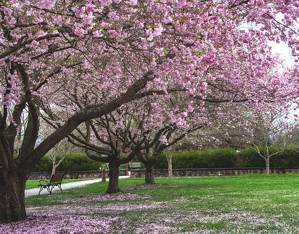 Eleanor Bortnick - Cherry Blossoms