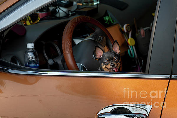 Chihuahua on a Chevrolet Jigsaw Puzzle