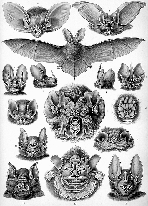 Black And White Drawings
