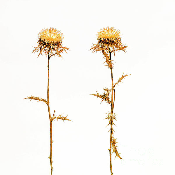 Dried rose Photograph by Bernard Jaubert - Fine Art America